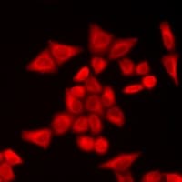 Polyclonal Rabbit anti-Human TBPL1 / TRF2 Antibody (IF, WB)