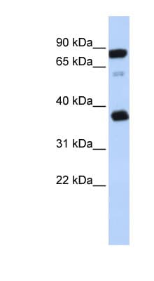 Polyclonal Rabbit anti-Human BAP29 / BCAP29 Antibody (aa209-258, WB)
