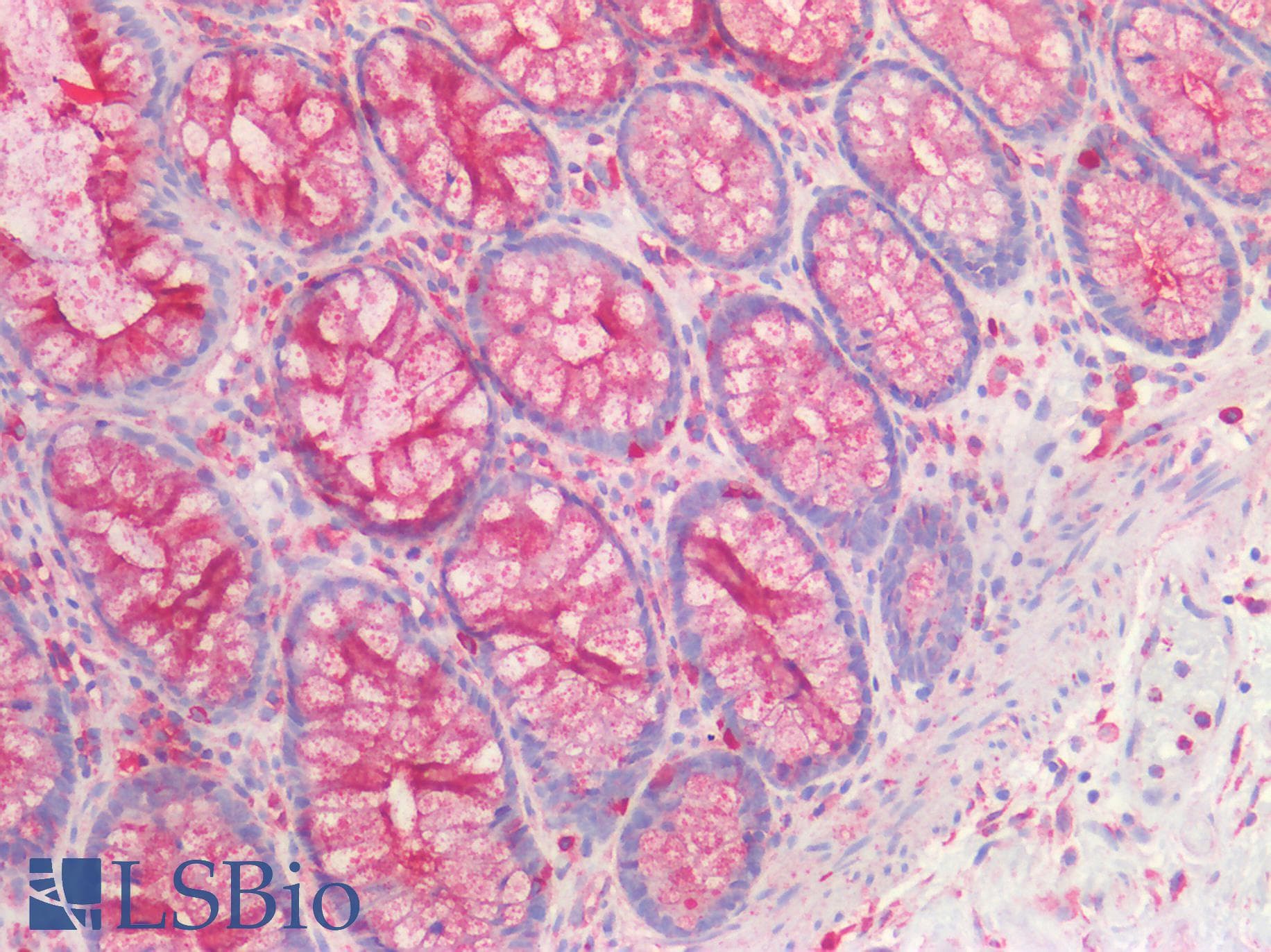 IHC-plus™ CD63 Antibody (clone LAMP3/2990R, Azide-free, Carrier-free)