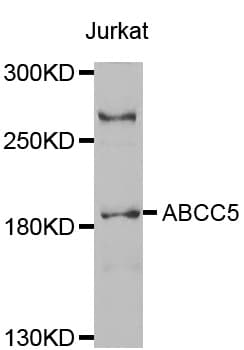 ABCC5 / MRP5 Antibody