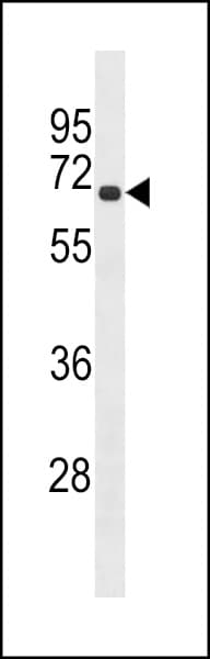 RLIM / RNF12 Antibody (aa199-227)