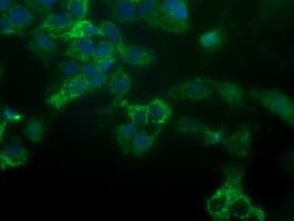 GBAS Antibody (clone OTI1D6, Carrier-free)