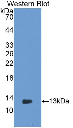 PIGR Antibody (aa343-447)