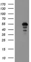 MEIS3 Antibody (aa1-261, clone OTI2F4, Carrier-free)