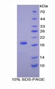 Mouse PPIA / Cyclophilin A Protein (Recombinant His)