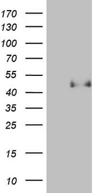 PON3 Antibody (aa30-319, clone OTI1F12)