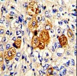 Complement C5 Antibody (aa253-281)