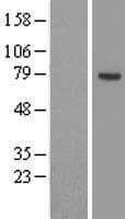 ACSL3 Protein (Over-Expression Lysate Myc-DDK (Flag))