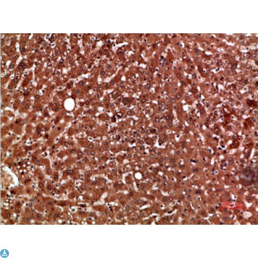 PON1 / ESA Antibody