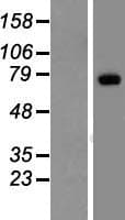 LRP10 Protein (Over-Expression Lysate Myc-DDK (Flag))