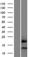 C7orf66 Protein (Over-Expression Lysate Myc-DDK (Flag))