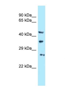 USB1 Antibody (aa150-199)