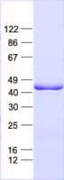 Human CREB1 / CREB Protein (Recombinant His, N-Terminal)