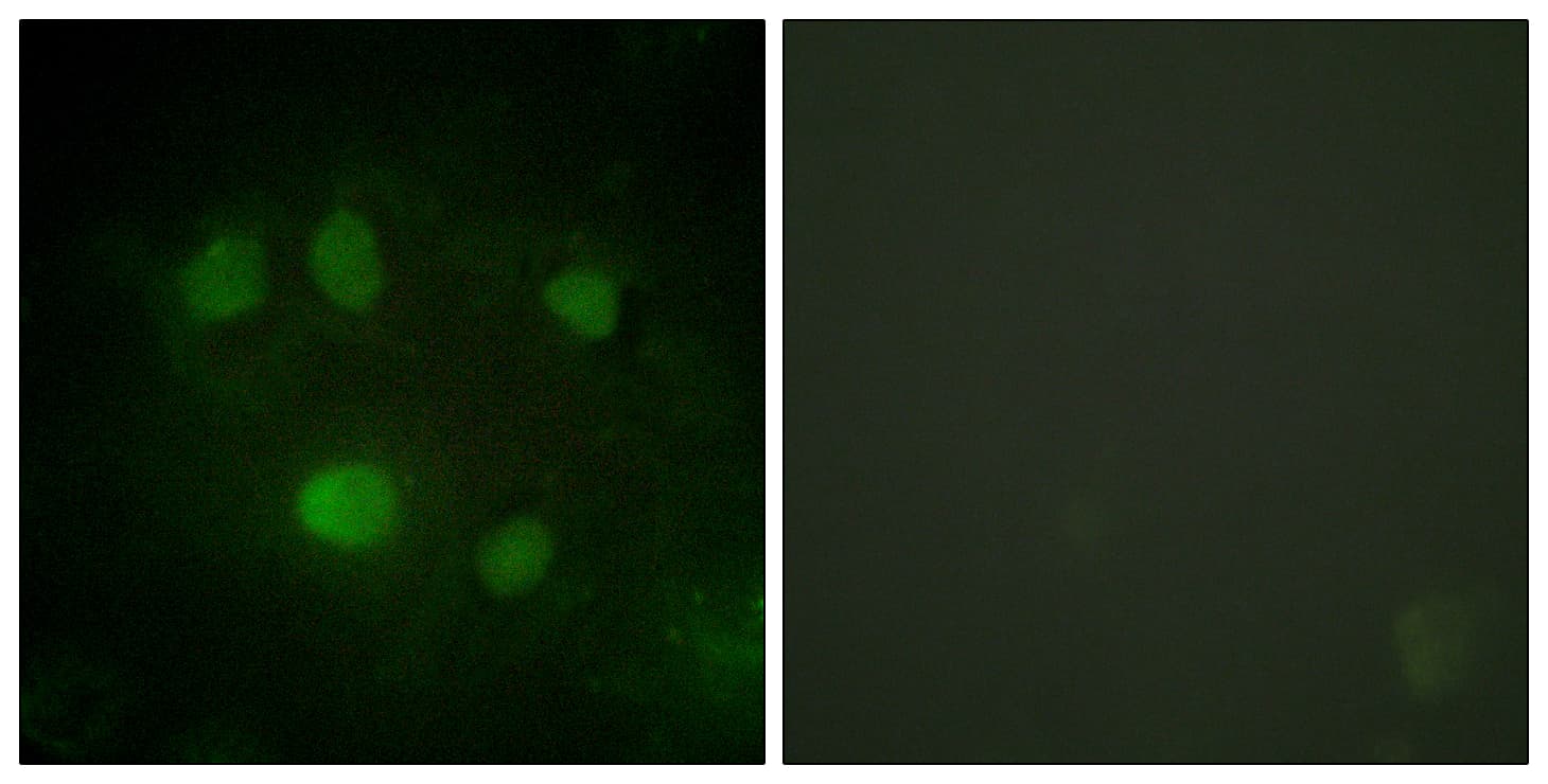 DDX5 Antibody (aa565-614)