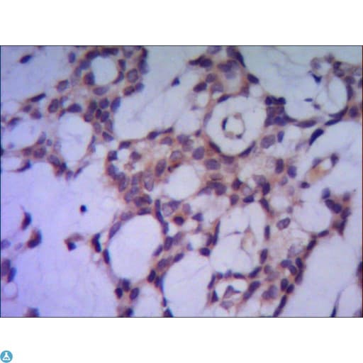 PPP1CA / PP1-Alpha Antibody