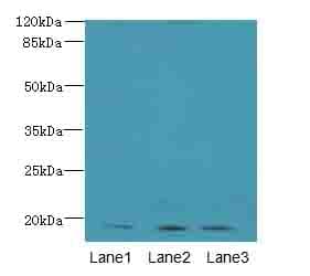 MRPL49 Antibody