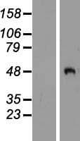 PCOLCE2 Protein (Over-Expression Lysate Myc-DDK (Flag))