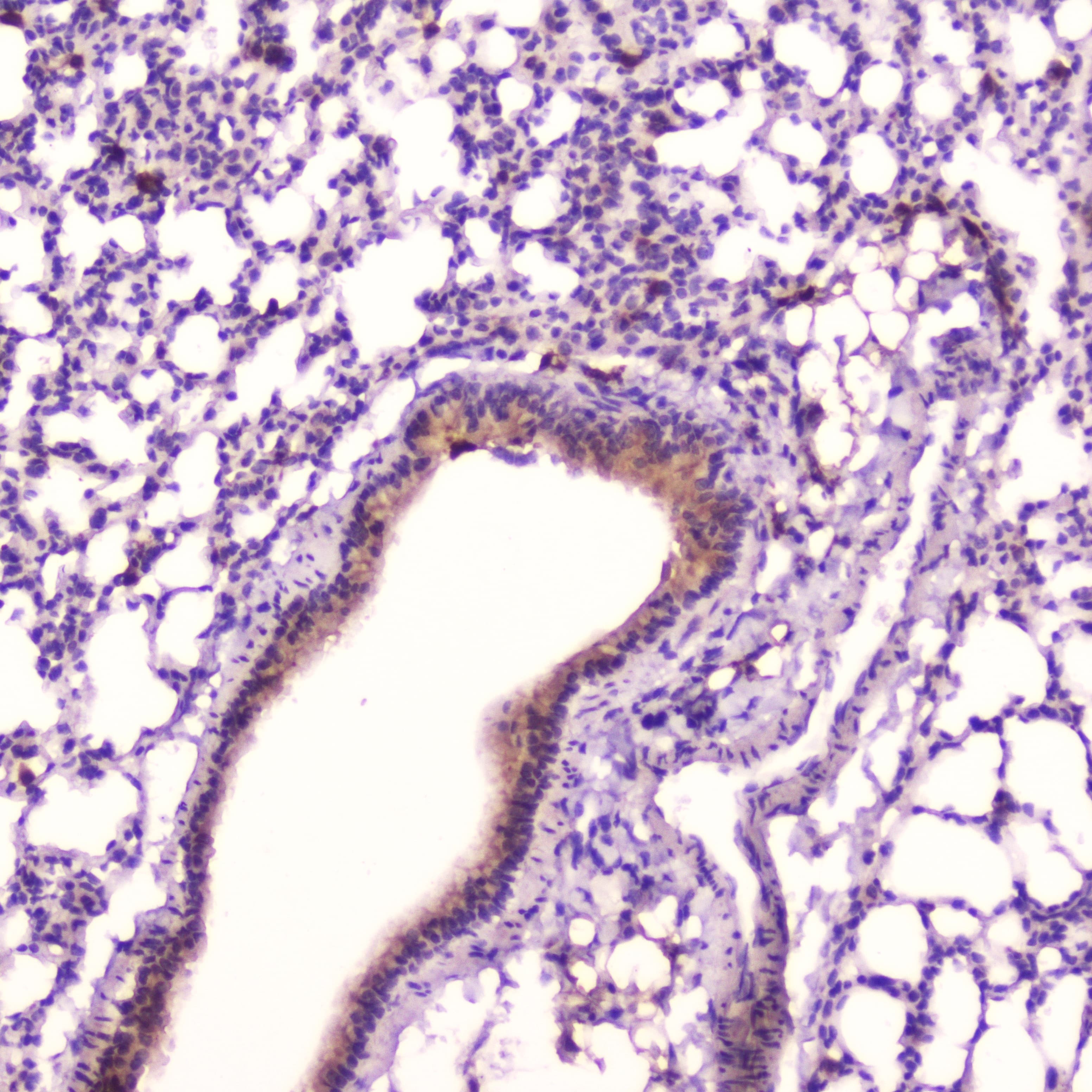 Leptin Antibody
