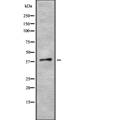 PON3 Antibody