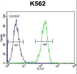Polyclonal Rabbit anti-Human FLJ12529 / CPSF7 Antibody (aa427-455, WB)