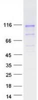 Human PCDHGB5 Protein (Recombinant Myc-DDK (Flag))