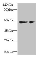 Polyclonal Rabbit anti-Human SLC25A46 Antibody (WB)
