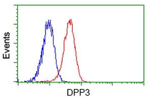 Dipeptidyl Peptidase 3 / DPP3 Antibody (clone OTI 2G8)