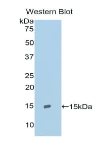 RNASE4 Antibody (aa30-147)