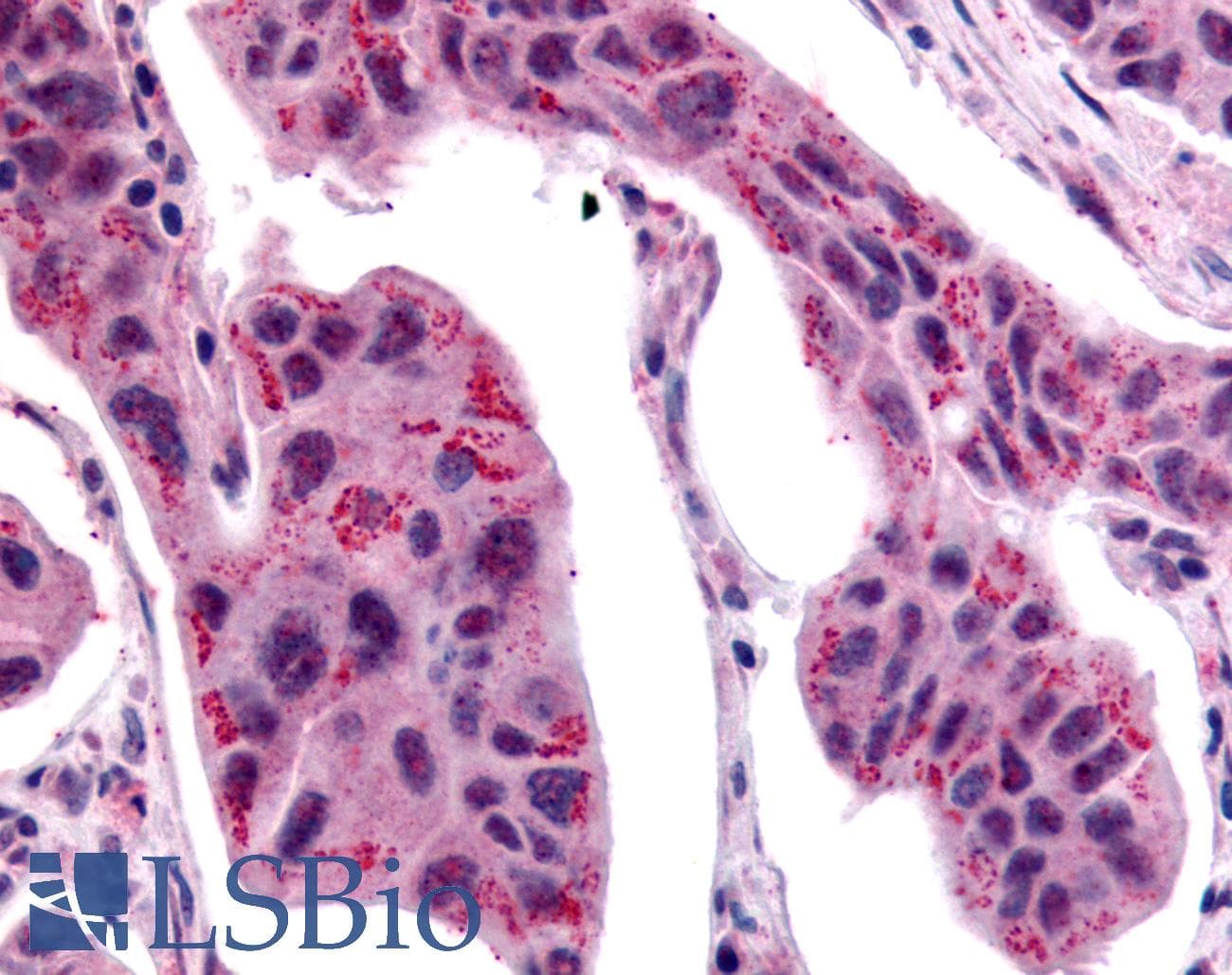 IHC-plus™ WNT2B Antibody (N-Terminus)