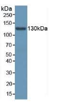 AASS / LKR / SDH Antibody (aa33-455, APC)