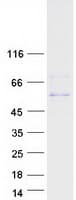 Human KCNF1 / KCNF Protein (Recombinant Myc-DDK (Flag))