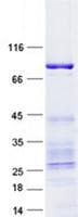 Human RIPK3 / RIP3 Protein (Recombinant GST, N-terminus + His, C-terminus)