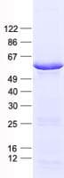 Human SERPINA1 / Alpha 1 Antitrypsin Protein (Recombinant His, N-Terminal)