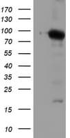 NLN / Neurolysin Antibody (clone OTI1B8)