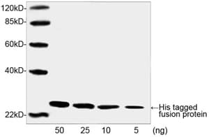 Polyclonal Rabbit His Tag Antibody (Biotin, His epitope, WB)