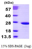 Human ATP5O Protein (Recombinant His)