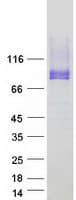 Human PODXL / Podocalyxin Protein (Recombinant Myc-DDK (Flag))