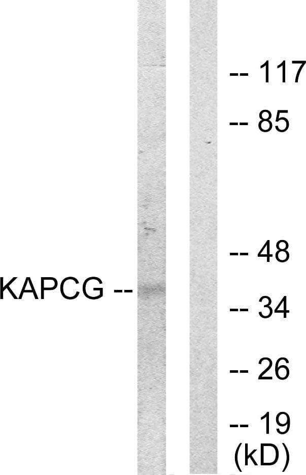 PRKACG Antibody