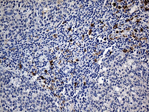 CLEC10A / CD301 Antibody (aa181-293, clone OTI2B10)