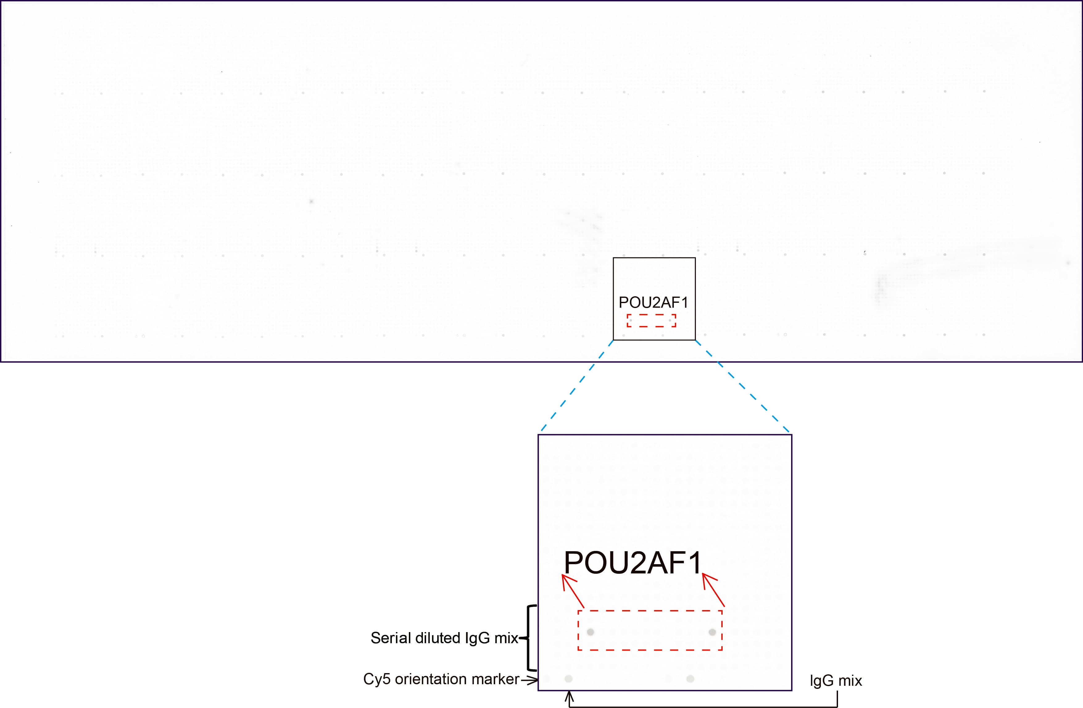 POU2AF1 / BOB1 Antibody (clone UMAB220, Carrier-free)