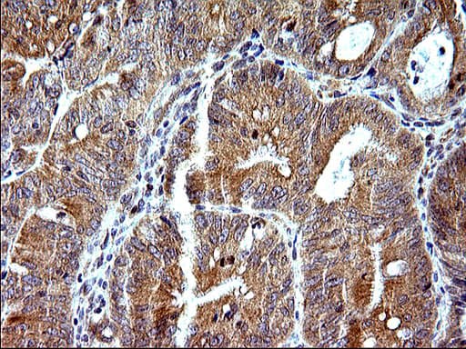 SHBG Antibody (clone OTI1H10)