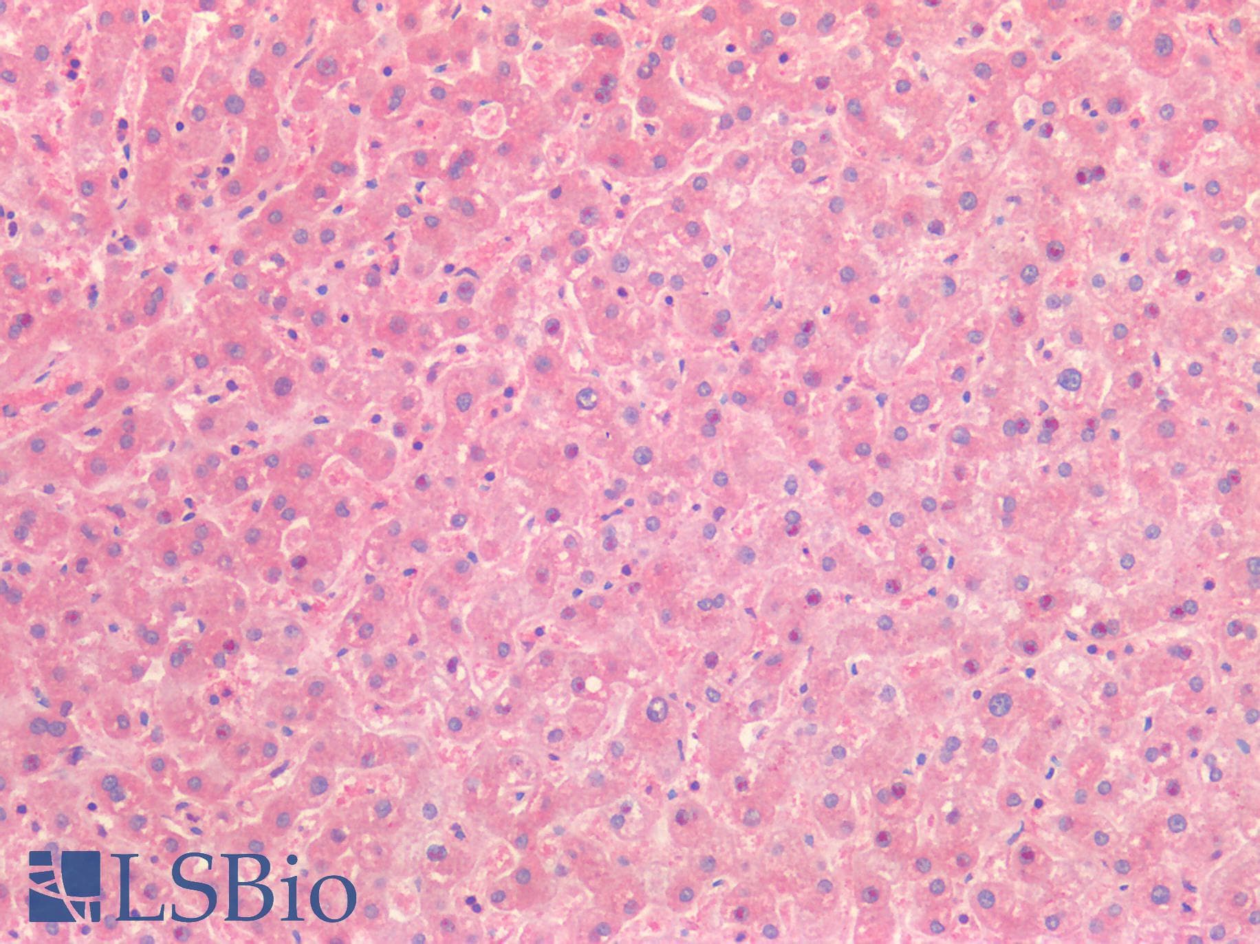 IHC-plus™ HGF / Hepatocyte Growth Factor Antibody
