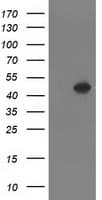 SETD7 / SET7 Antibody (clone OTI2E3, Carrier-free)