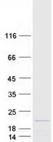 Human RPS14 / Ribosomal Protein S14 (Recombinant Myc-DDK (Flag))