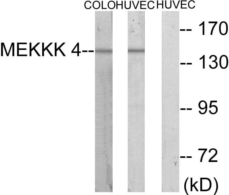 MAP4K4 Antibody