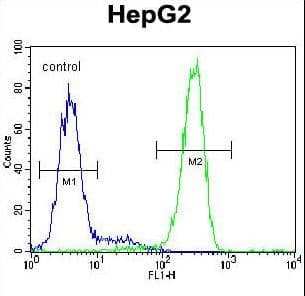 LRRC40 Antibody (aa343-371)