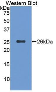 CD6 Antibody (aa111-313)