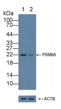 PSMB6 Antibody (aa2-239)