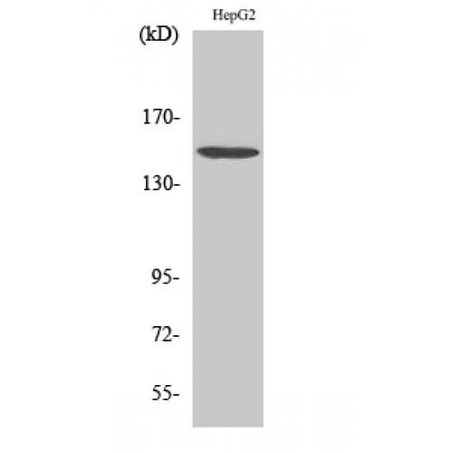 PLCB3 Antibody (480-560 aa)