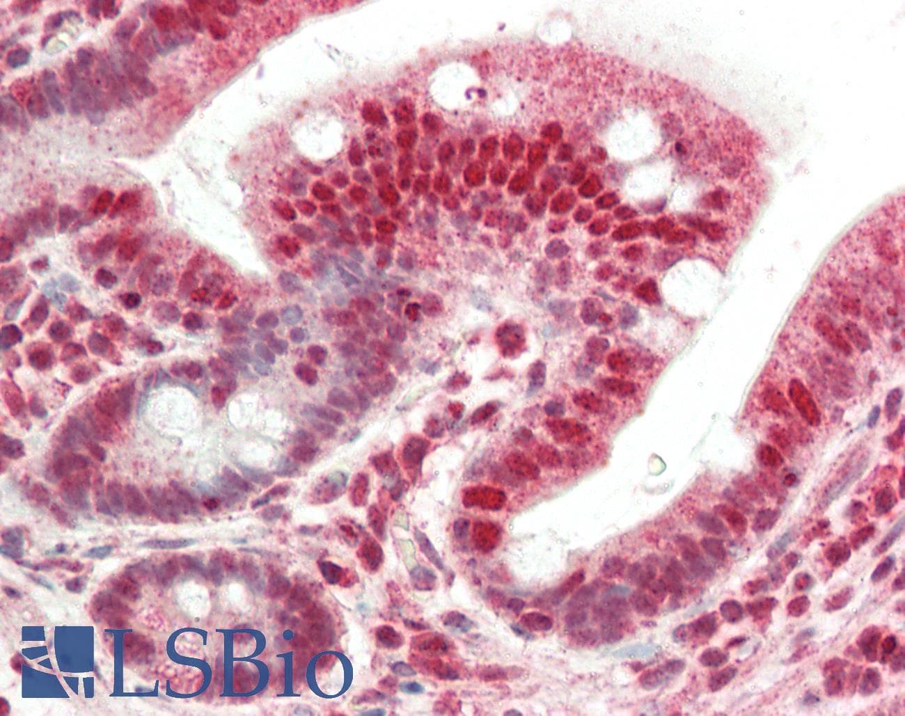 IHC-plus™ NMNAT1 / NMNAT Antibody (aa229-279)